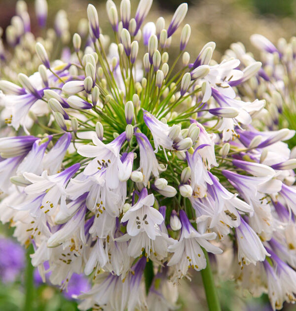 Ever Twilight™ Agapanthus Sunset Plant Collection
