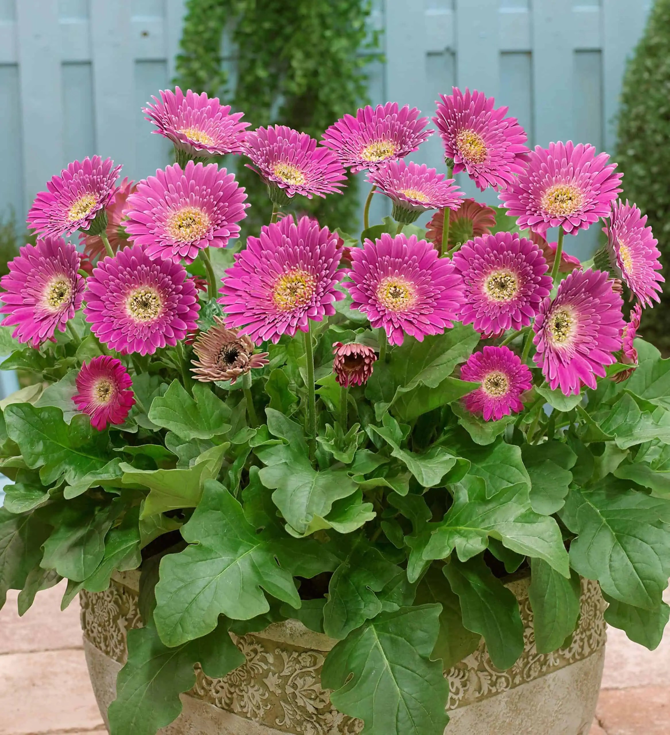 Garden Jewels™ Fuchsia Gerbera Daisy Sunset Plant Collection