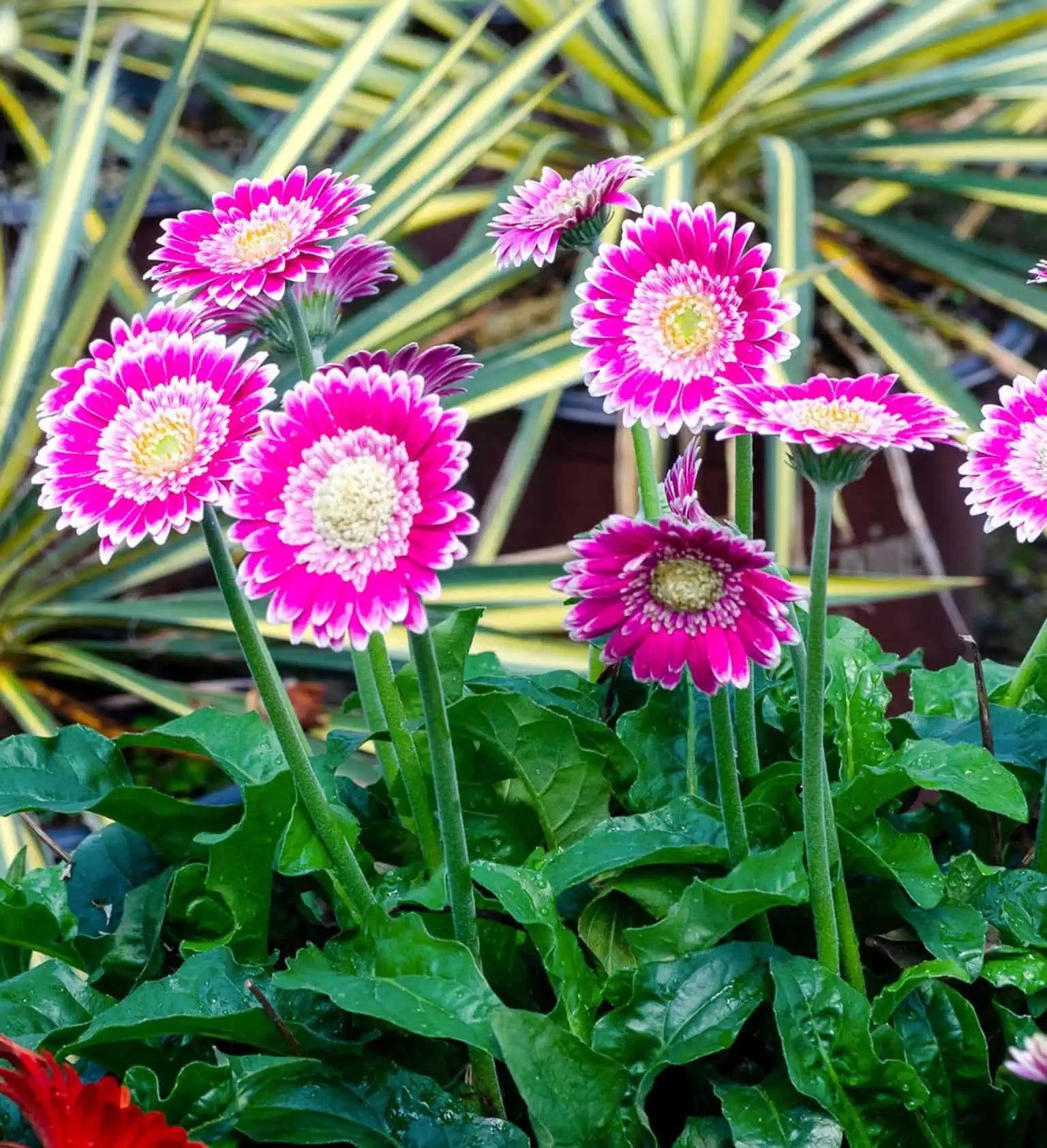 Garden Jewels™ Frosted Hot Pink Gerbera Daisy Sunset Plant Collection