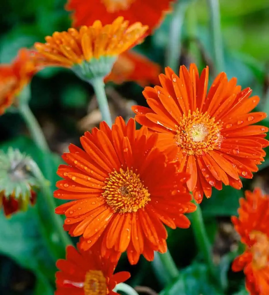 Garden Jewels™ Orange Gerbera Daisy Sunset Plant Collection