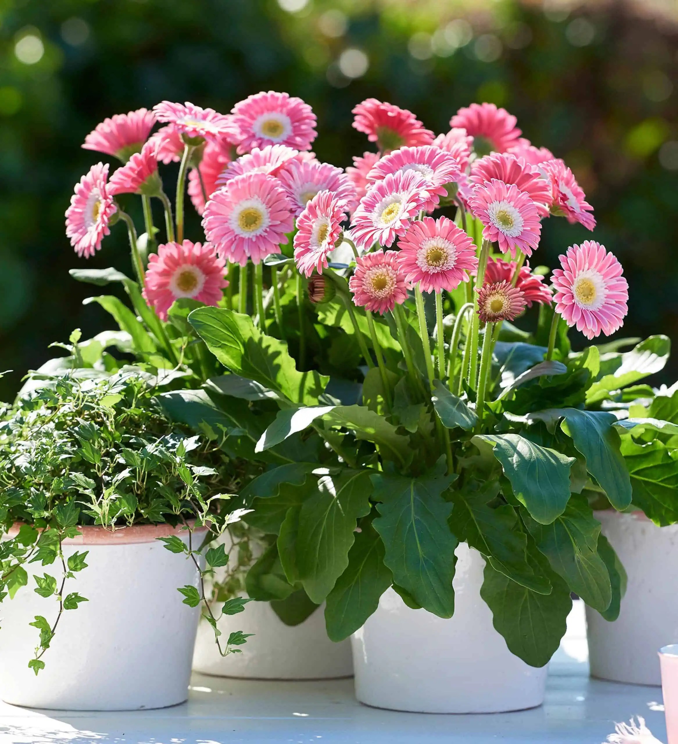 Garden Jewels™ Pink Gerbera Daisy Sunset Plant Collection