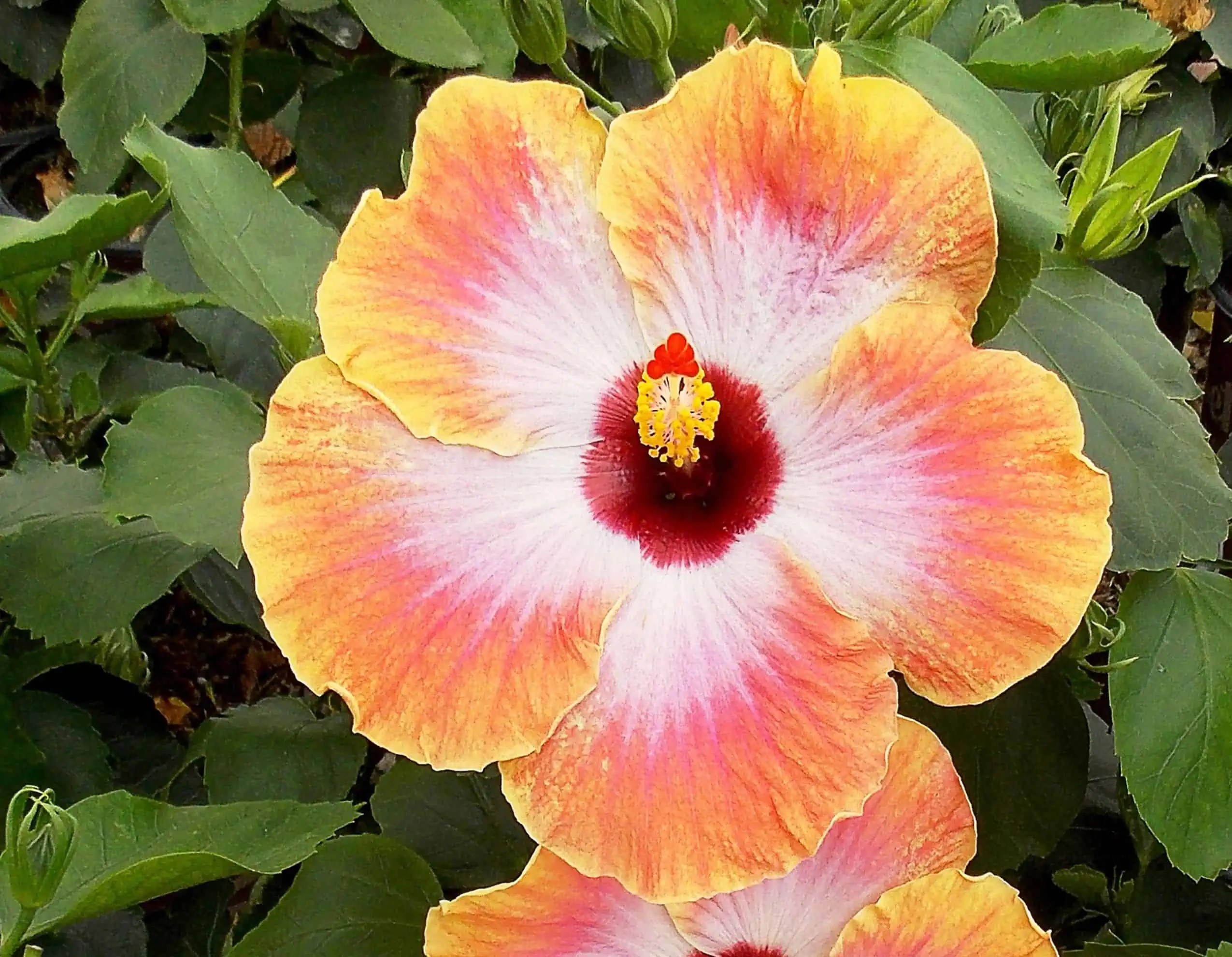 Bahama Bay™ 'Rum Runner' Hibiscus Sunset Plant Collection