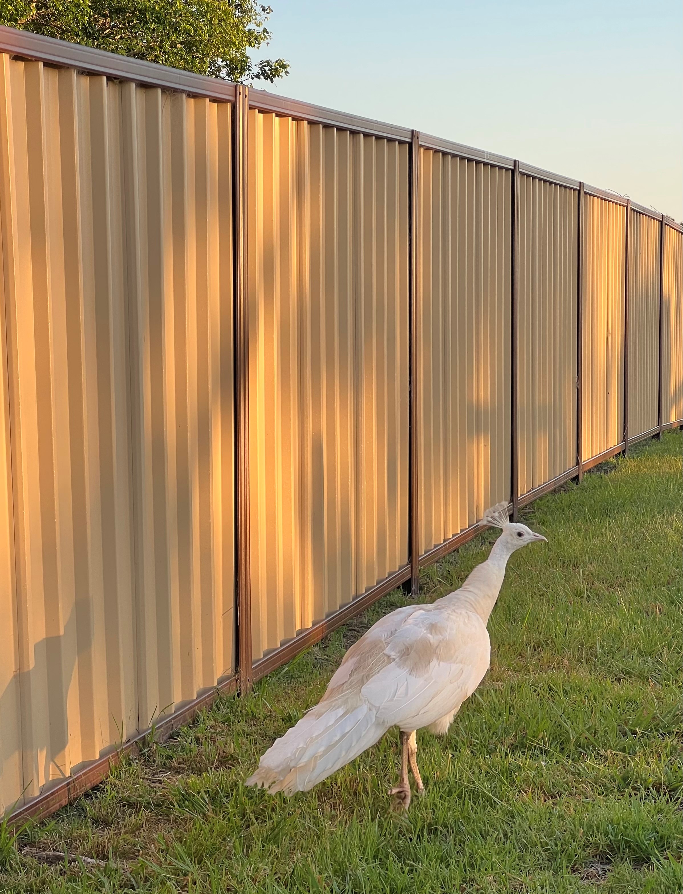 Byadbo On sunset ridge A place for you and your dogs.