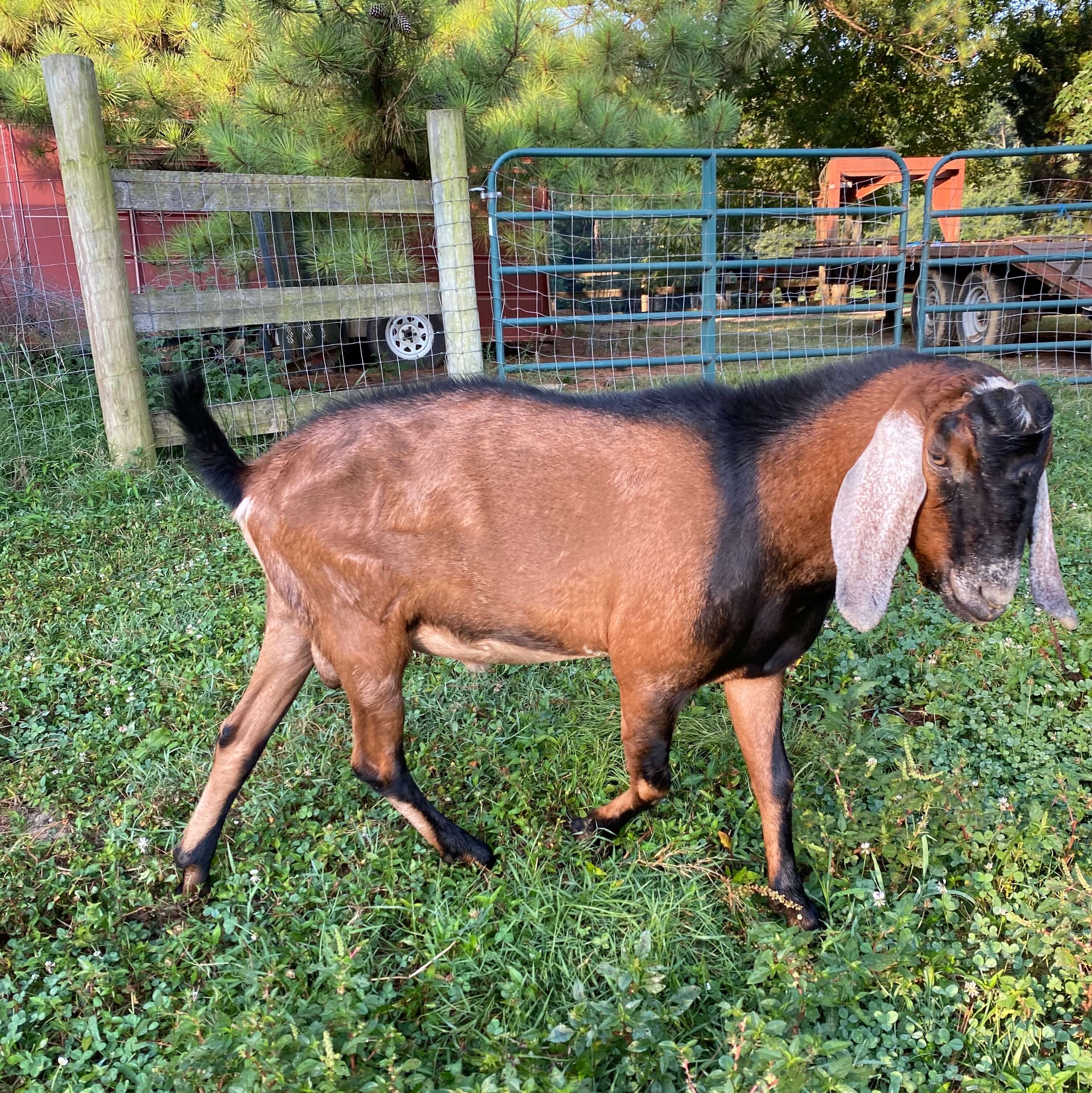to Sunset Ridge Nubian Goats and Llamas Kentucky (KY)
