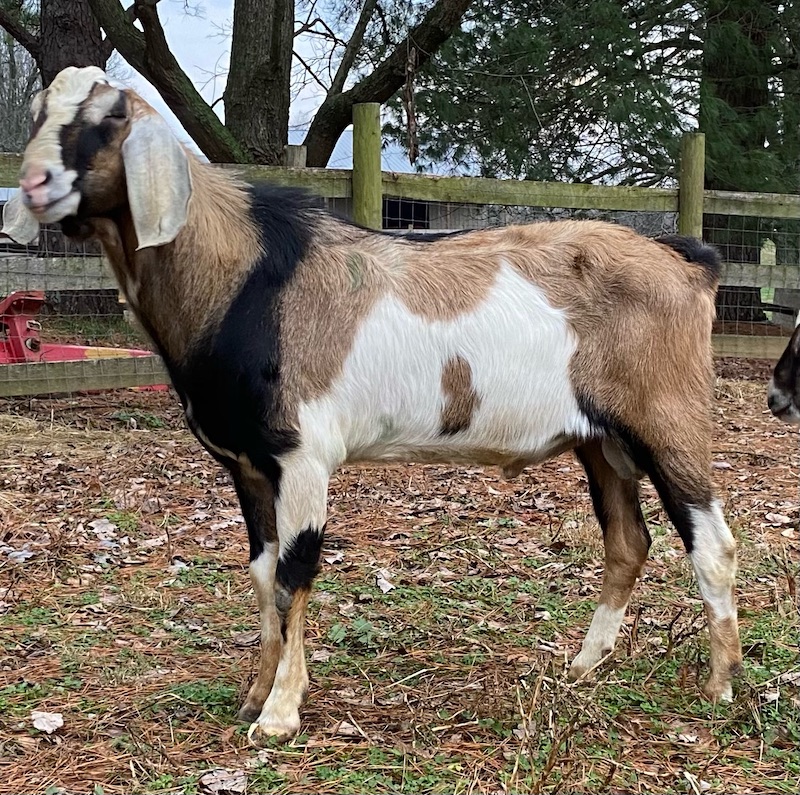 to Sunset Ridge Nubian Goats and Llamas Kentucky (KY)