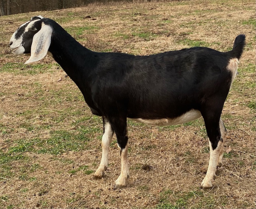 to Sunset Ridge Nubian Goats and Llamas Kentucky (KY)