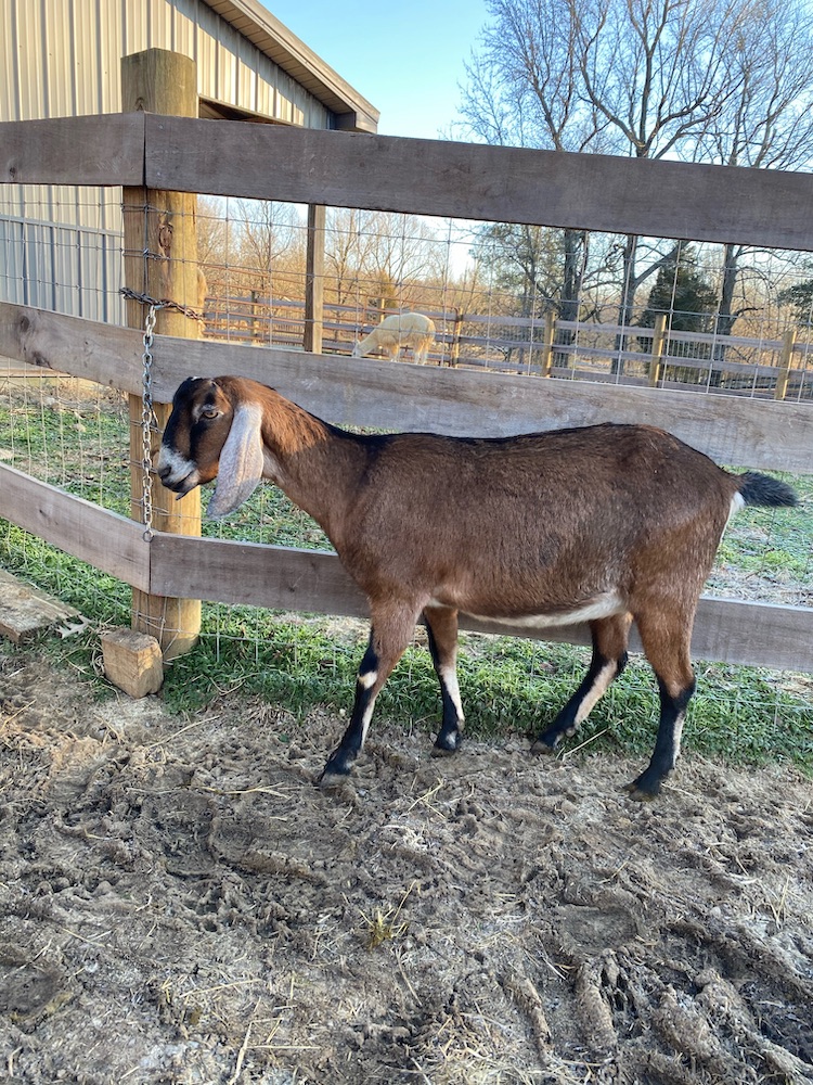 to Sunset Ridge Nubian Goats and Llamas Kentucky (KY)