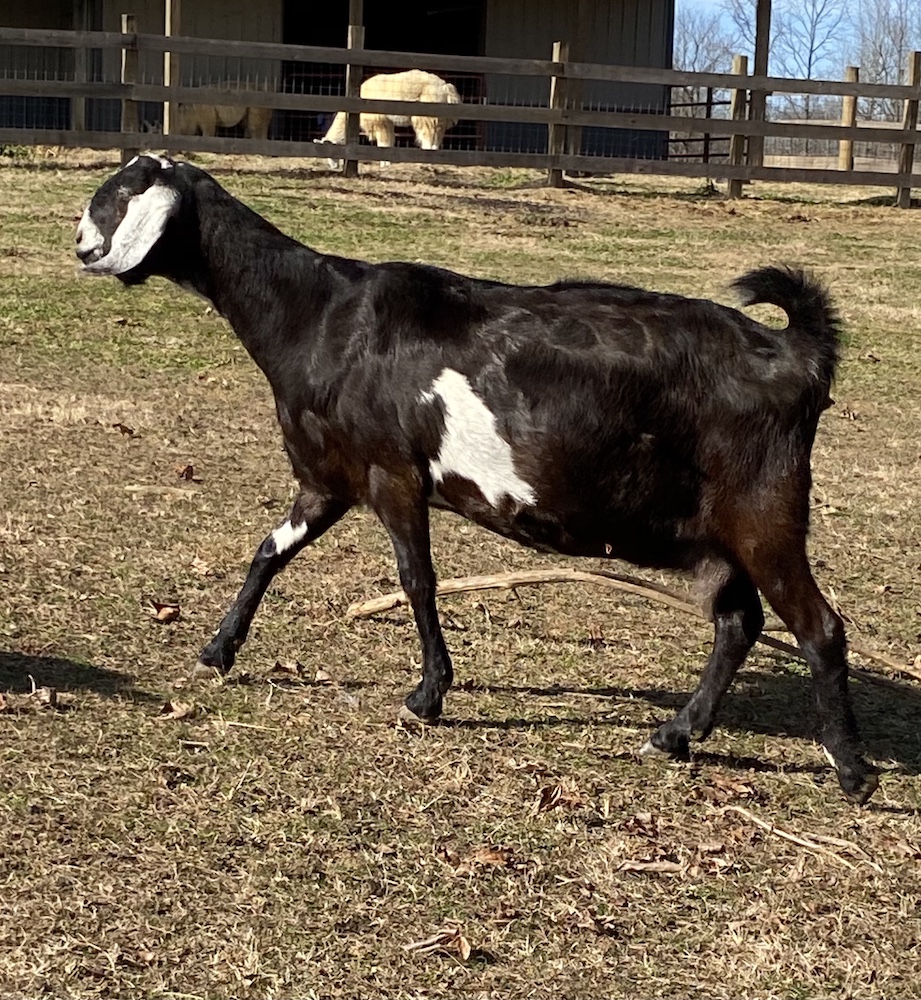 to Sunset Ridge Nubian Goats and Llamas Kentucky (KY)
