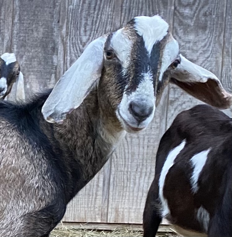 to Sunset Ridge Nubian Goats and Llamas Kentucky (KY)