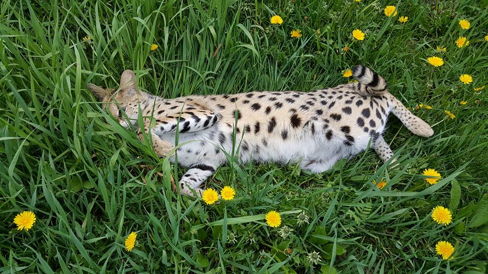 Sunset Servals Serval cat breeder Canada Ontario savannah serval