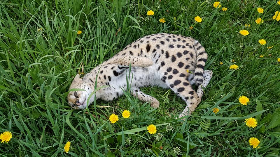 Sunset Servals Serval cat breeder Canada Ontario savannah serval