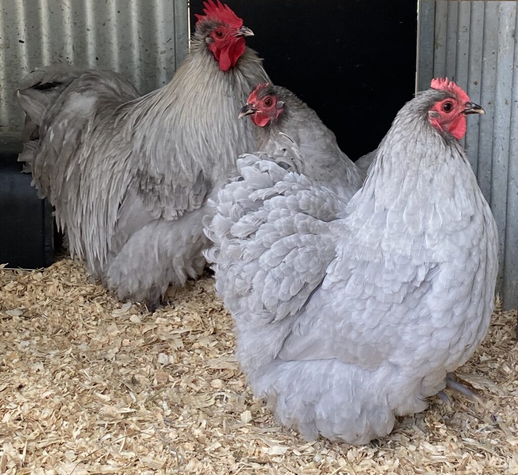 Bantam Lavender Orpingtons » Sunset Valley Chicks
