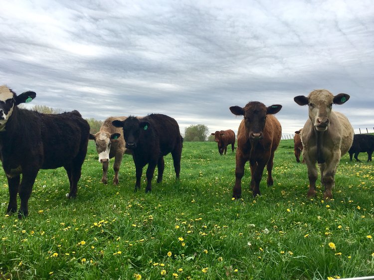 Grass Fed Beef Ellington CT Sunset Valley Farms