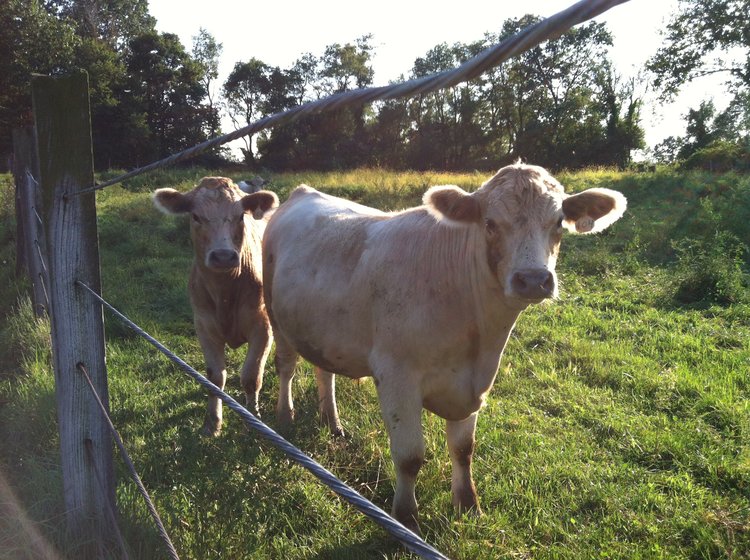 Grass Fed Beef Connecticut Sunset Valley Farms