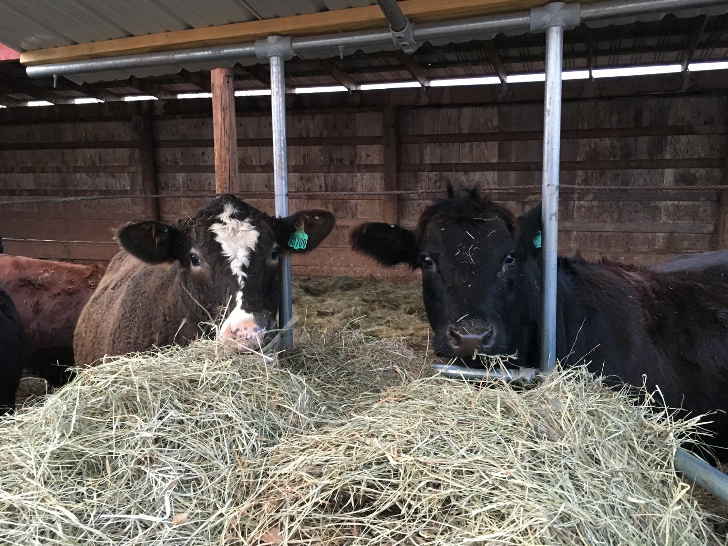 Grass Fed Beef Eastern CT Sunset Valley Farms LLC