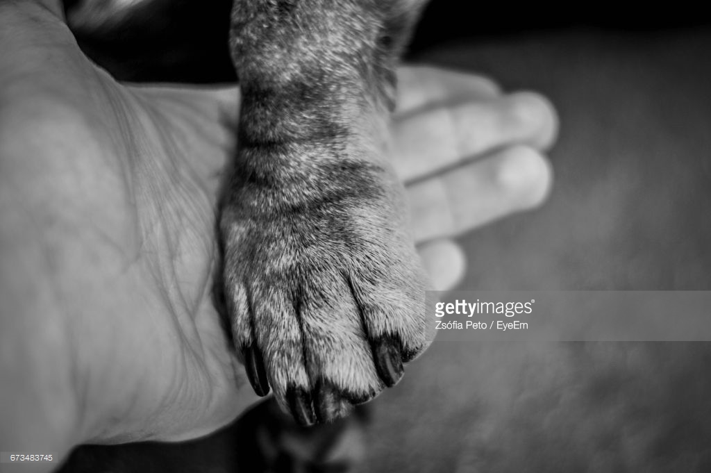 Sunset Eastern Animal Hospital Veterinarian in Las Vegas, NV US