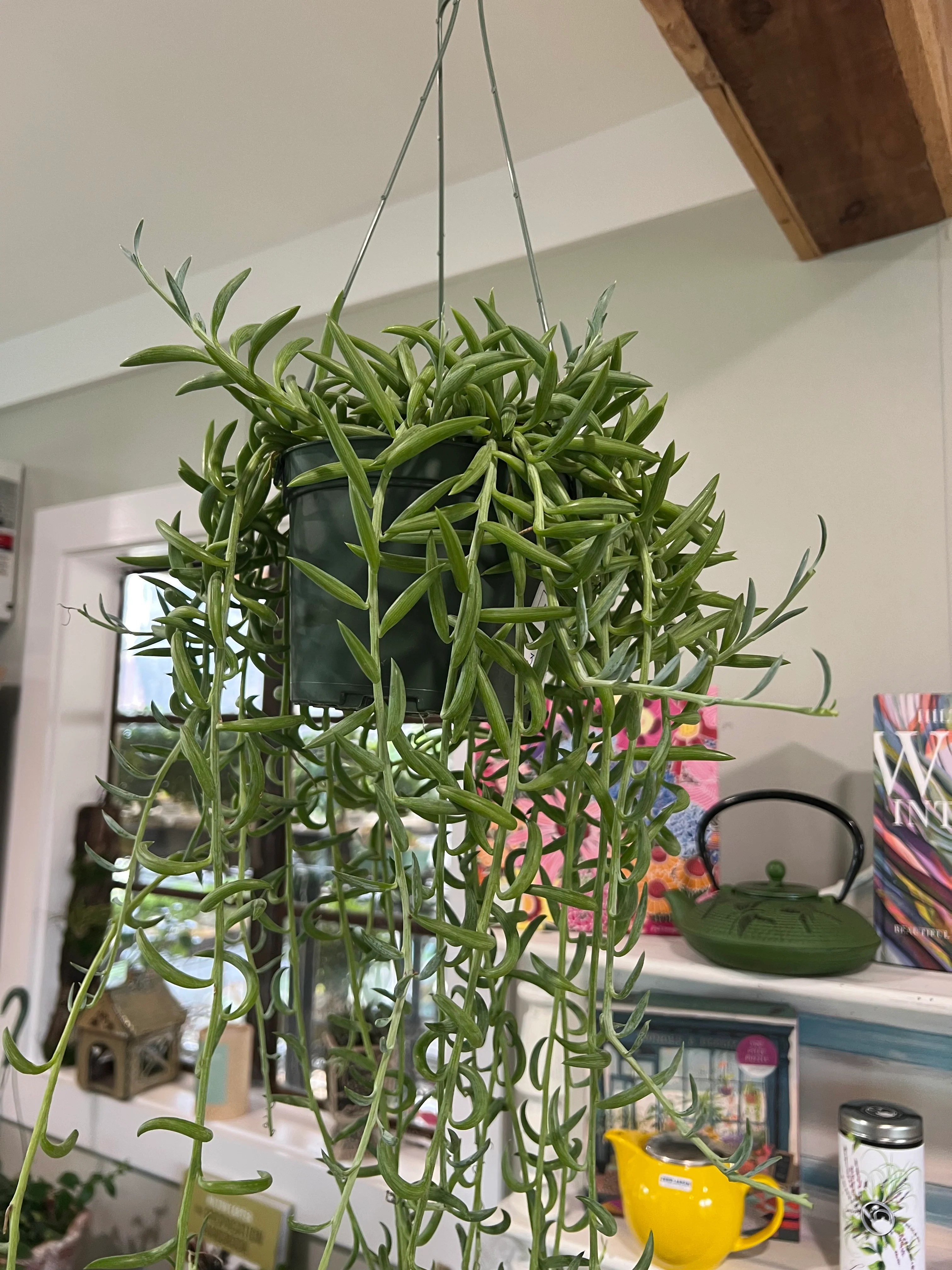 Fish Hooks 6in Hanging Sunshine Bonsai, Plants & Gifts