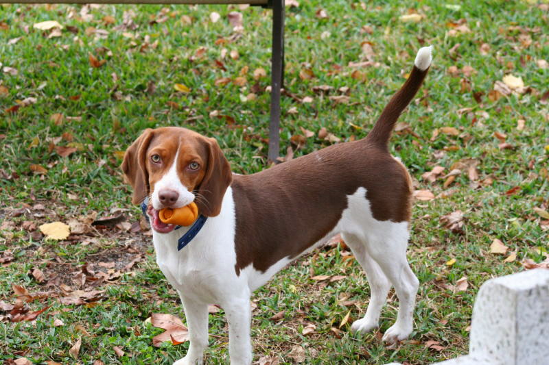 Sunshine Acres Beagle Puppies Home Page sunshinebeaglepups