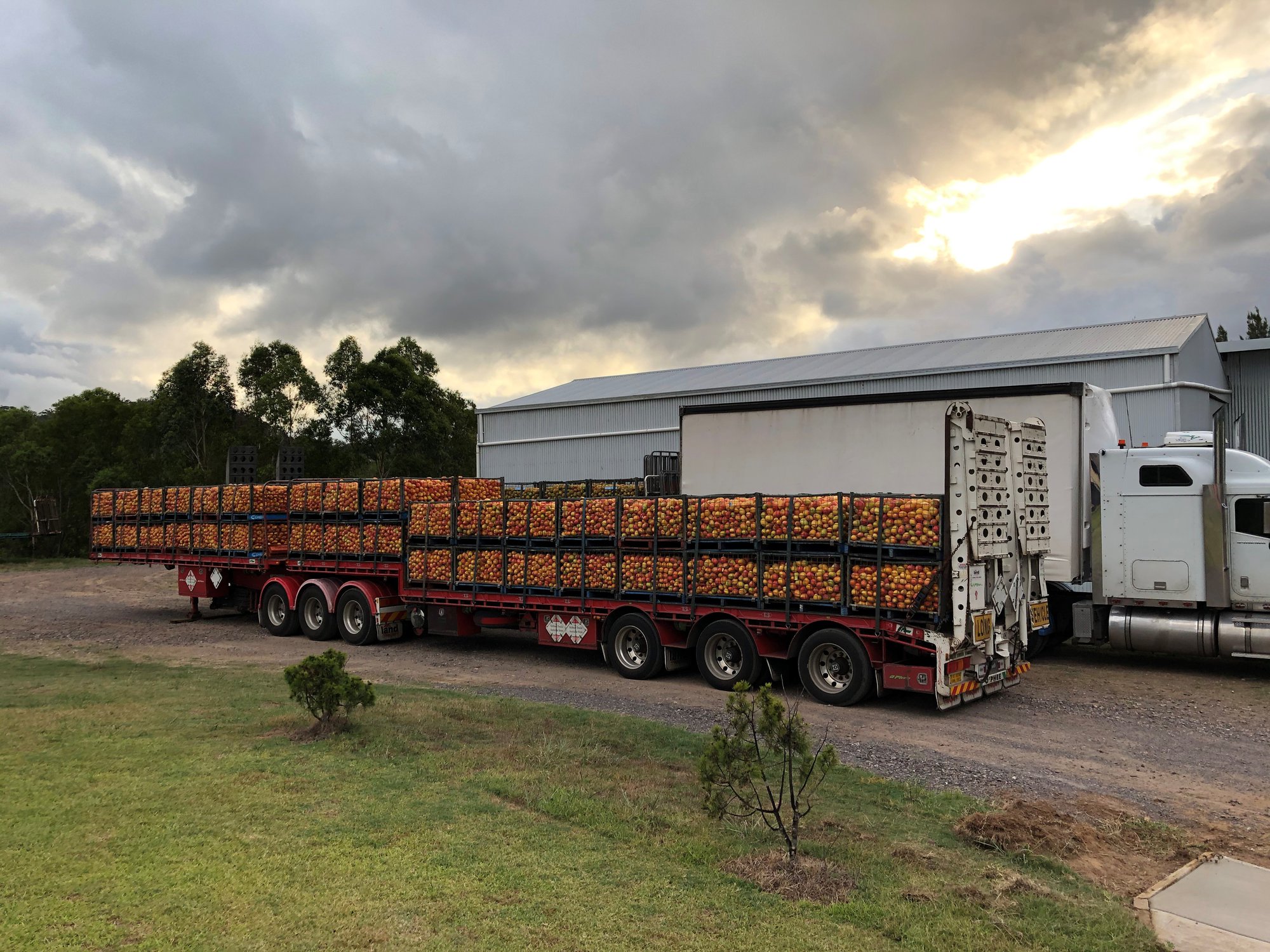 Truck load of mangoes going to Tropico, Yandina for processing