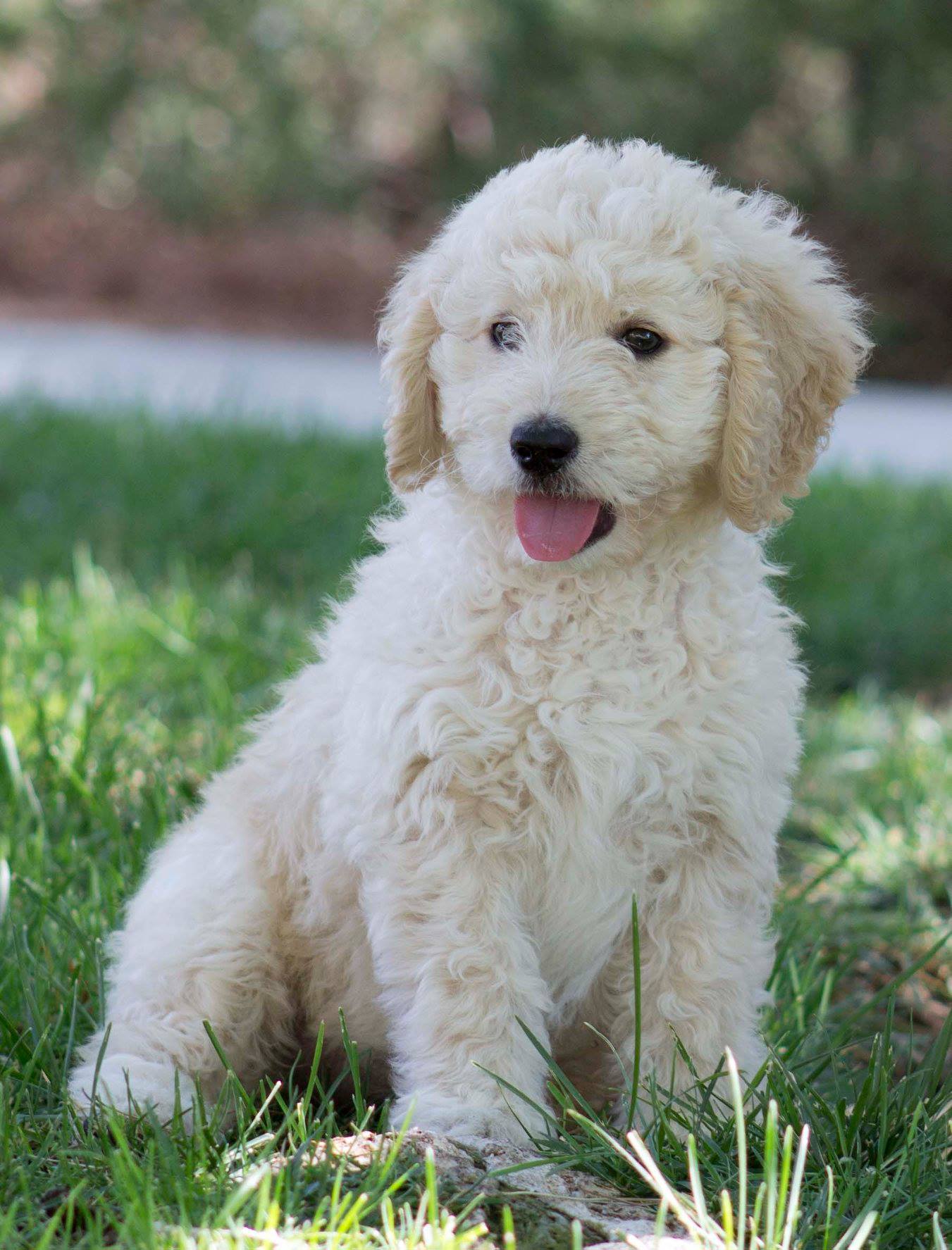 Home Sunshine Doodles