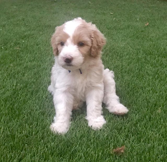 Home Sunshine Doodles