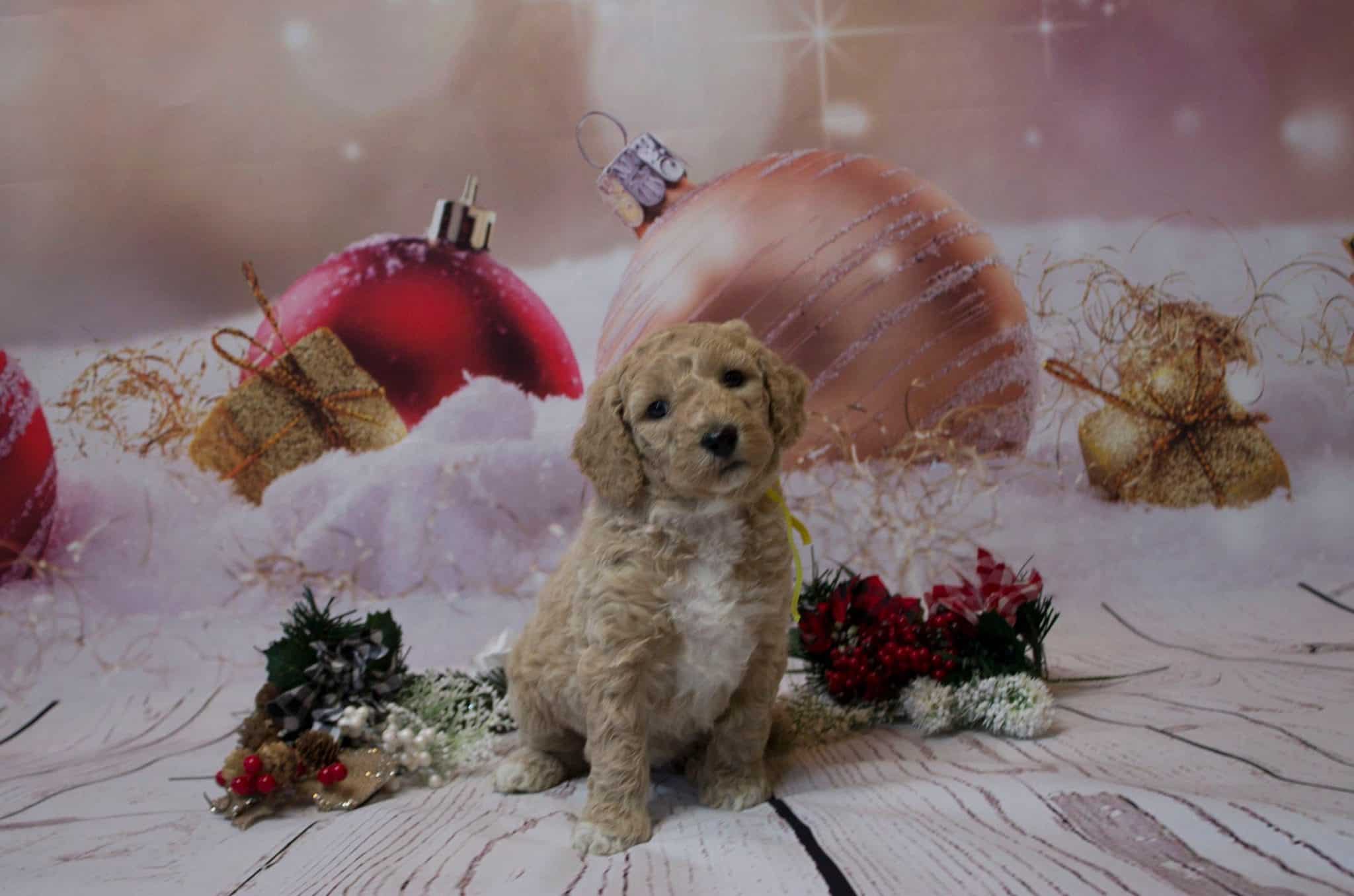 Home Sunshine Doodles