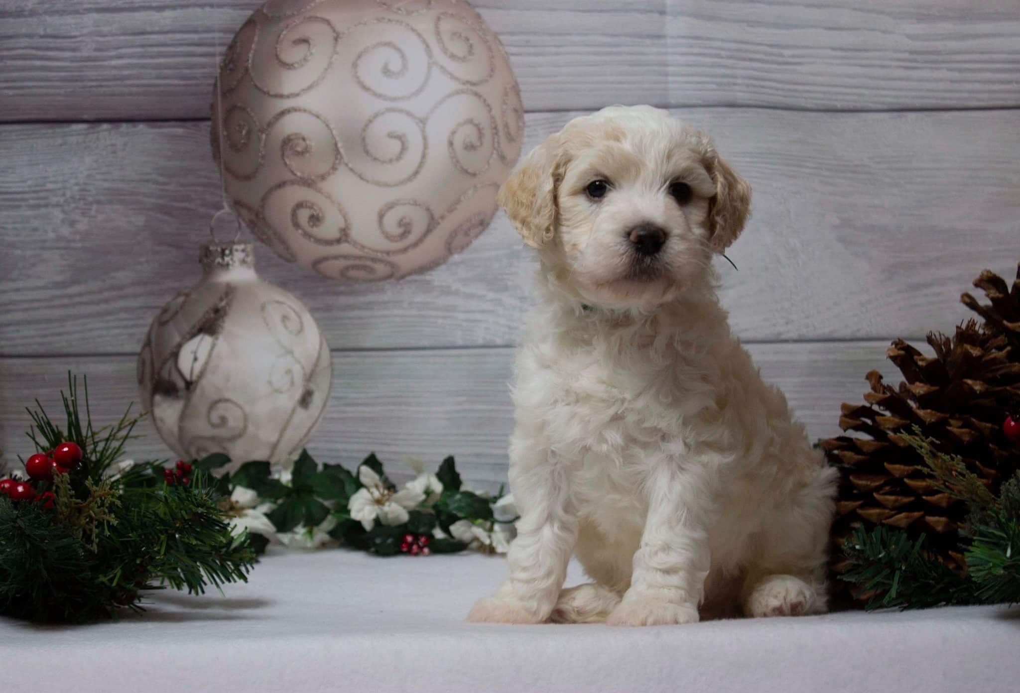 Home Sunshine Doodles