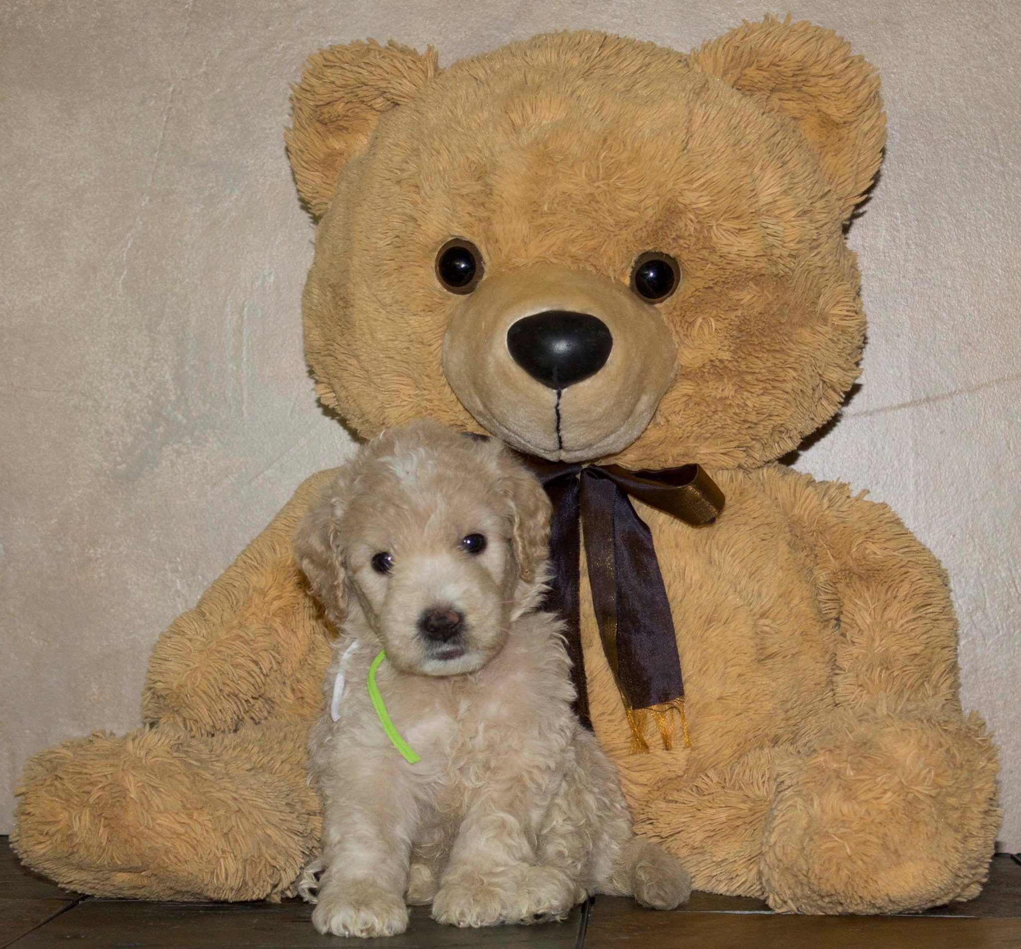 Home Sunshine Doodles