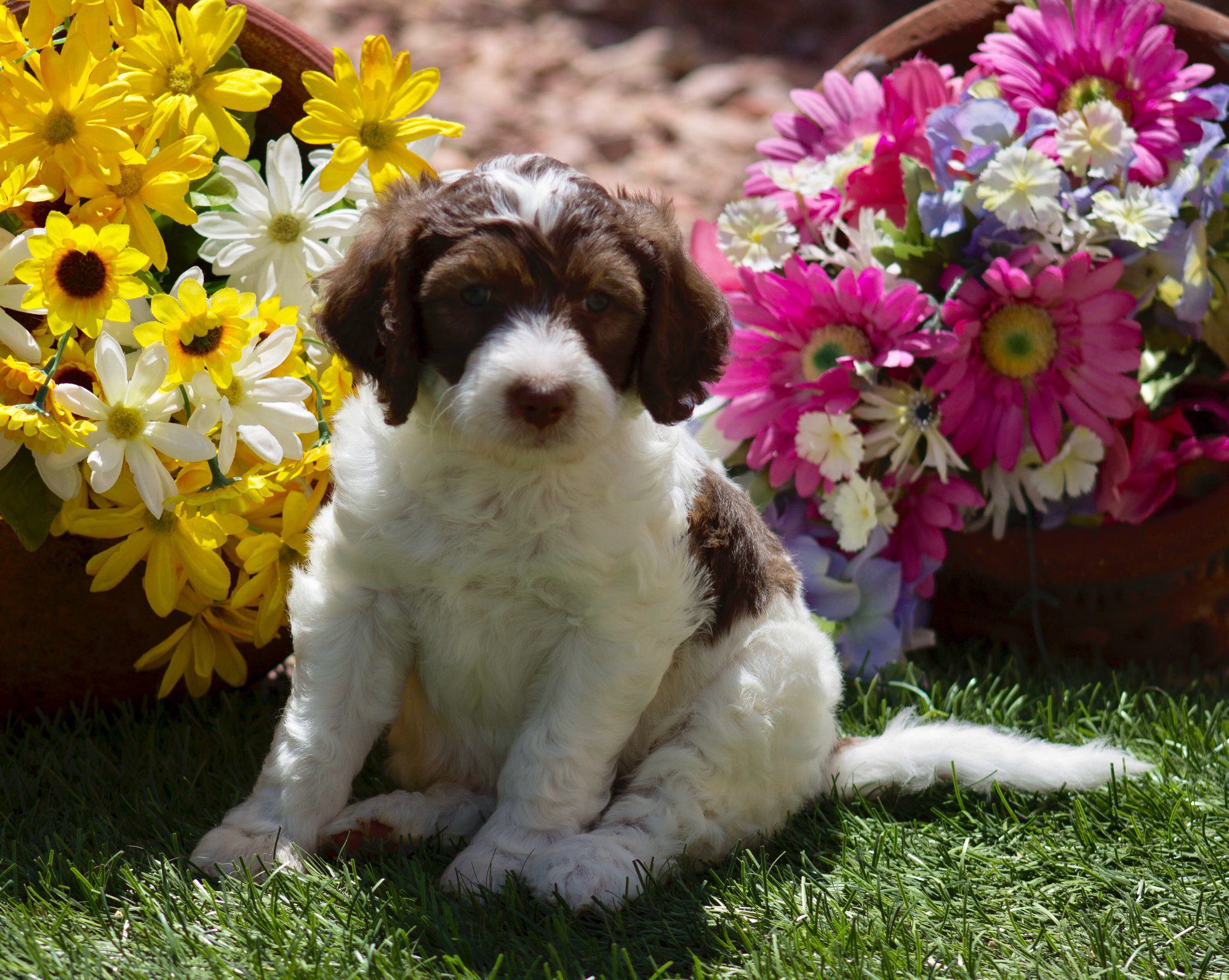 Home Sunshine Doodles