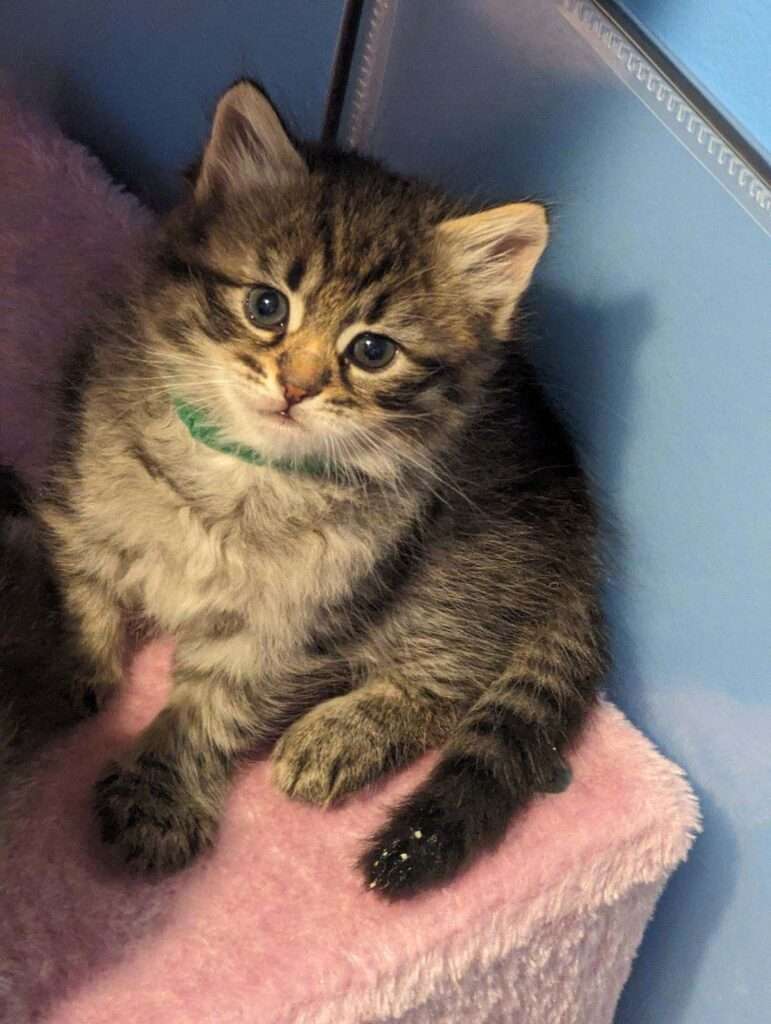 Reserved Siberian Kittens in Florida Sunshine Siberian Kittens