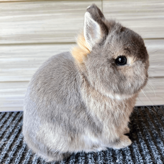 Netherland Dwarf Color Types Sunshine Lops and Dwarfs