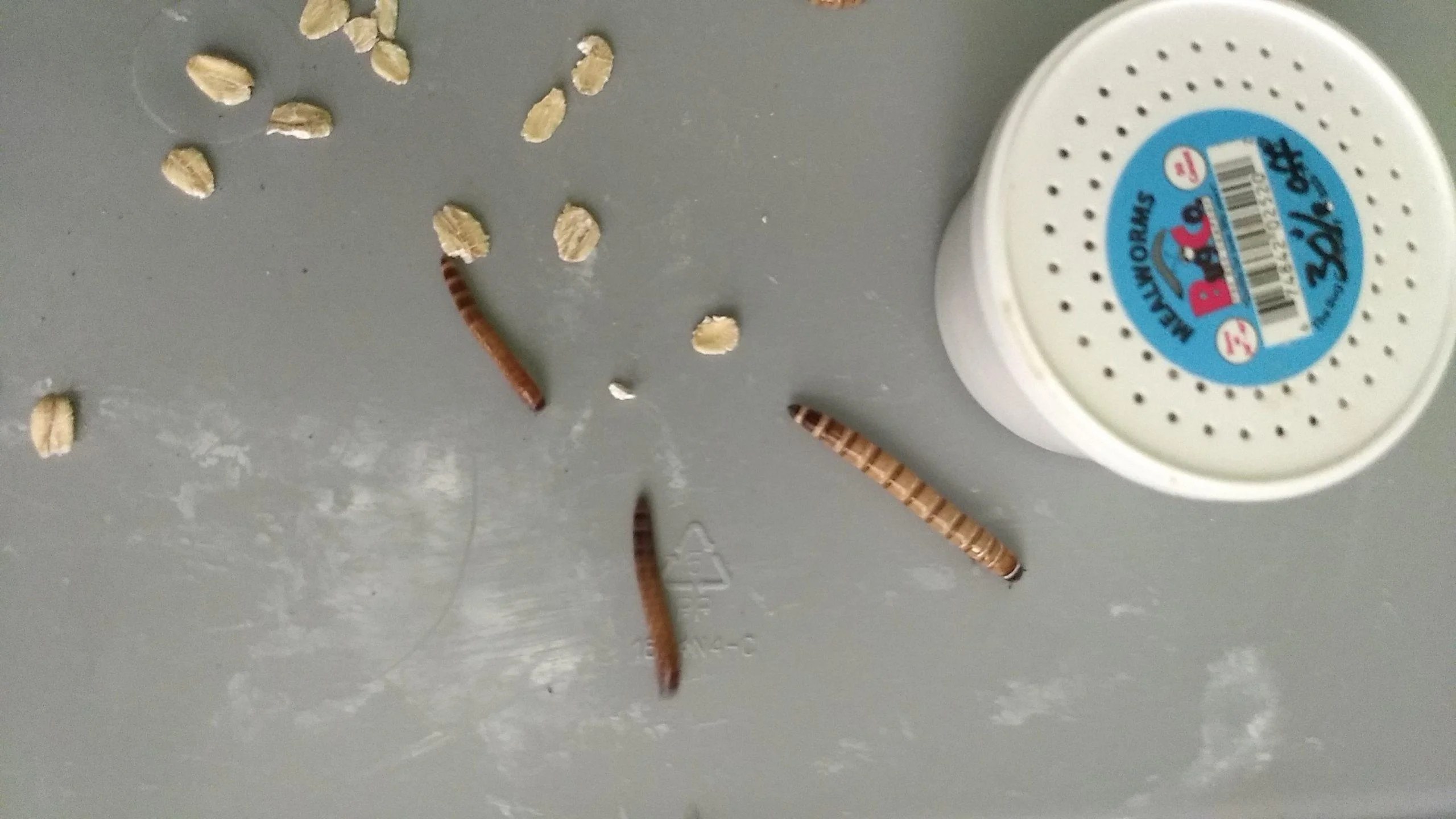 11.5" Medium Superworms Sunshine State Worms