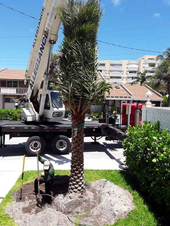 We Plant Exotic Palm Trees. Call Us to Beautify Your Yard