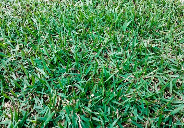 Empire Zoysia Turf Sunshine Coast Turf Suppliers
