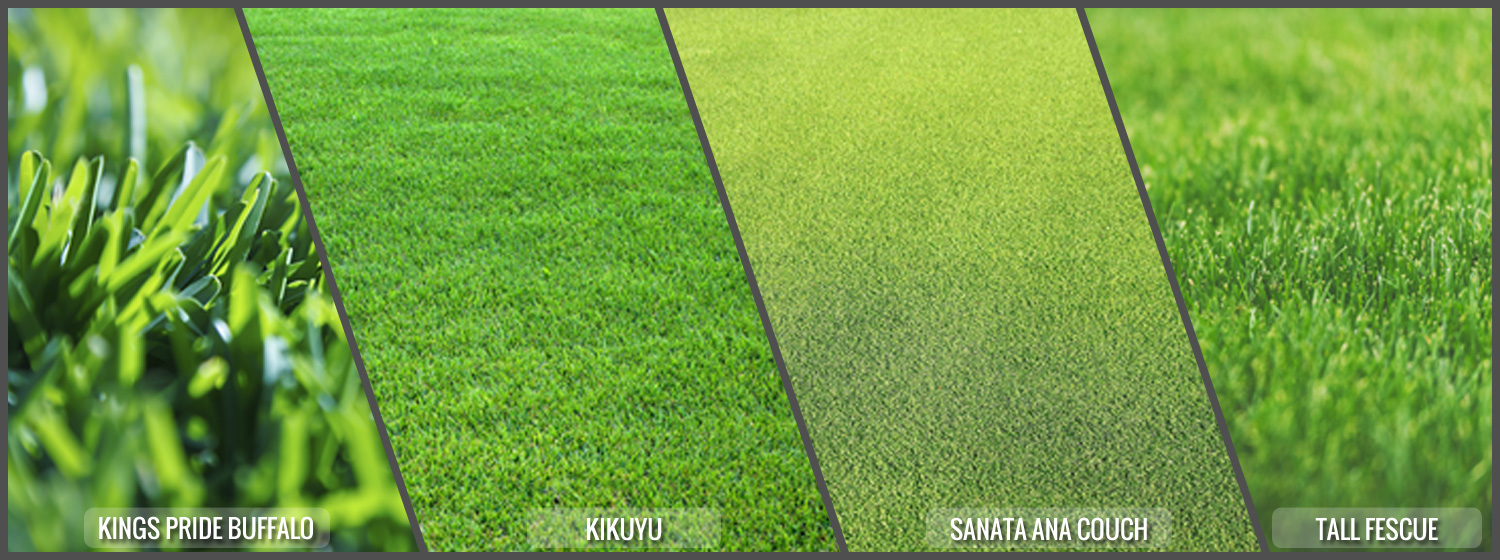 Choosing the Right Lawn Variety 💧