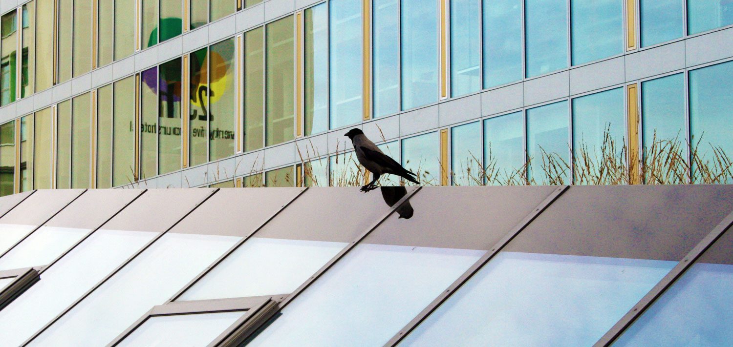 Specialty Sunsoft Window Films