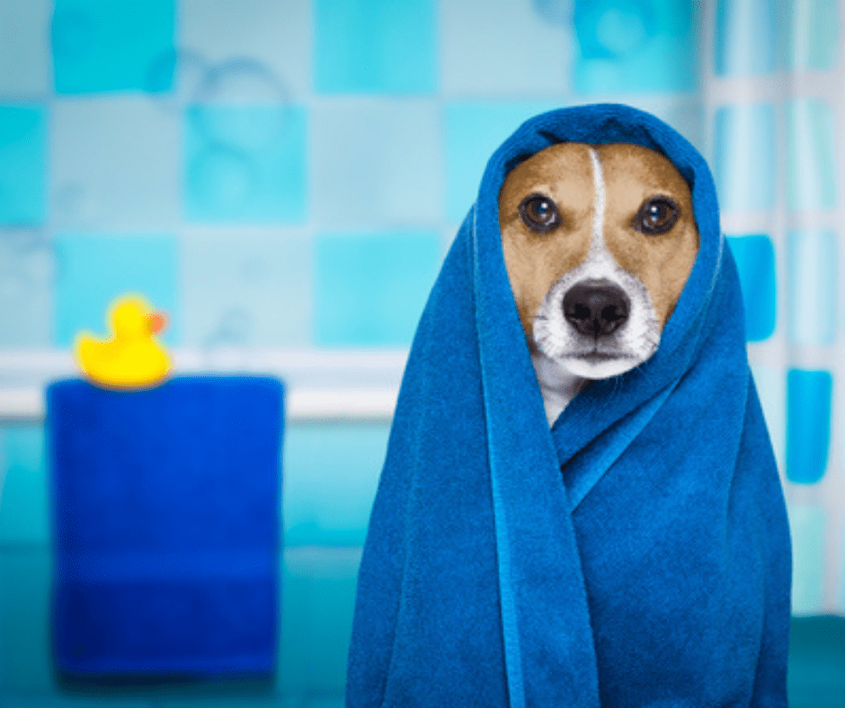 Dog Grooming Sunwater Pet Resort