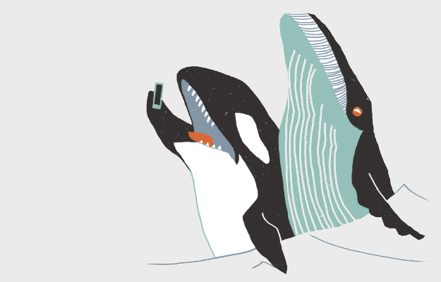 A orca é uma baleia ou um golfinho? Super