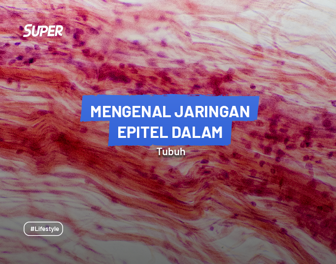 Mengenal Jaringan Epitel serta Jenis & Fungsinya dalam Tubuh