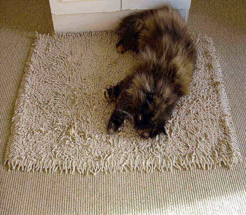 I Shampooed My Carpet And Now It Smells Like Urine.Our Guide