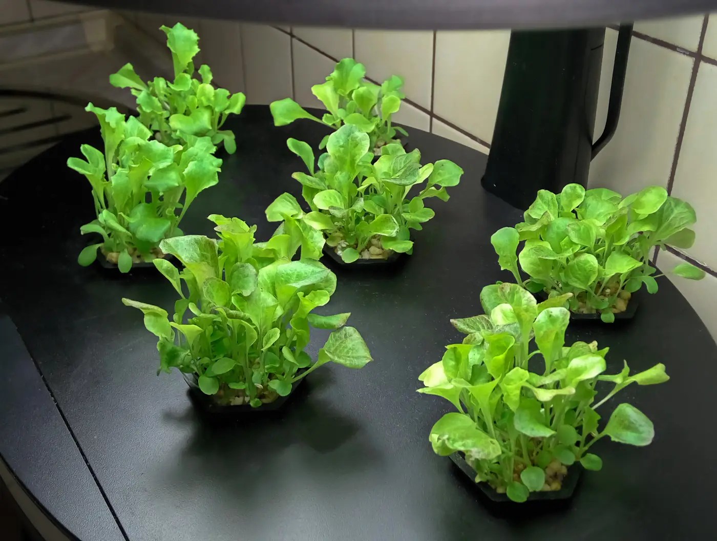 Fast Growing Indoor Plants Quick Tips for Rapid Growth