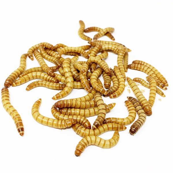Kingworms (Giant Mealworms) Super Cricket Farms Canada