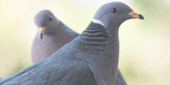 Como funcionan las palomas mensajeras y sabe a donde ir