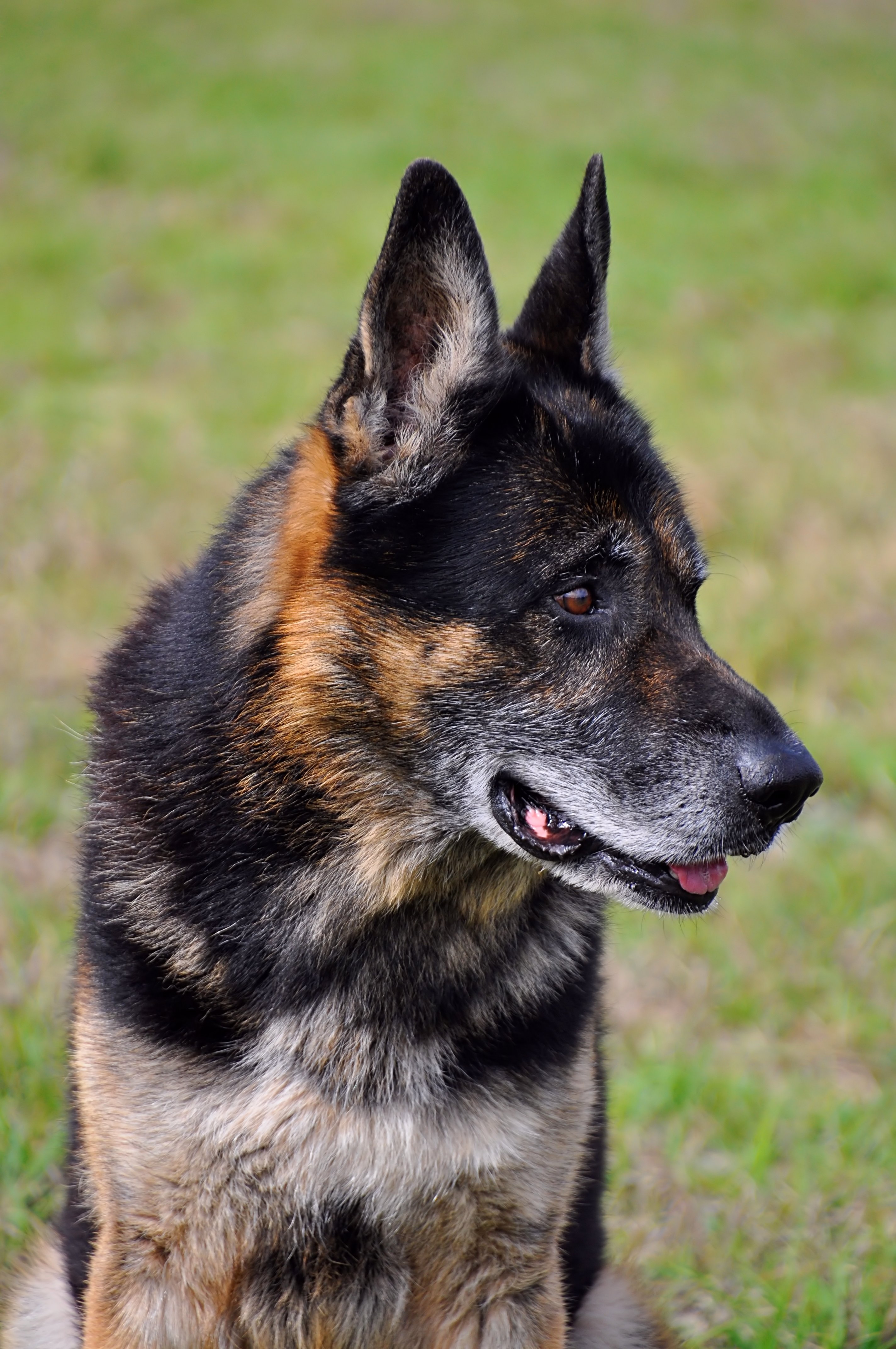 1 Dog Training, Boarding & Grooming in Sping Hill Tampa Fl See Videos