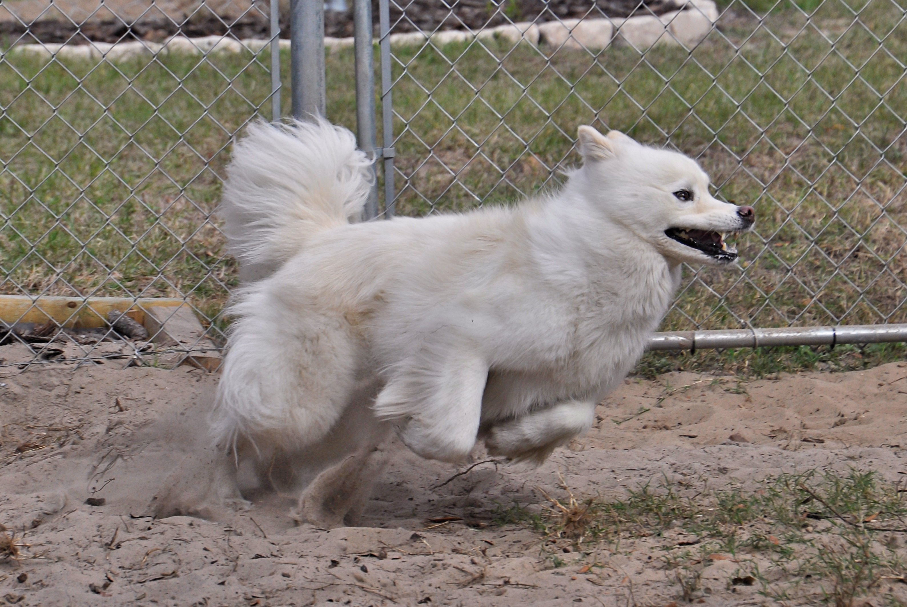 1 Dog Training, Boarding & Grooming in Sping Hill Tampa Fl See Videos