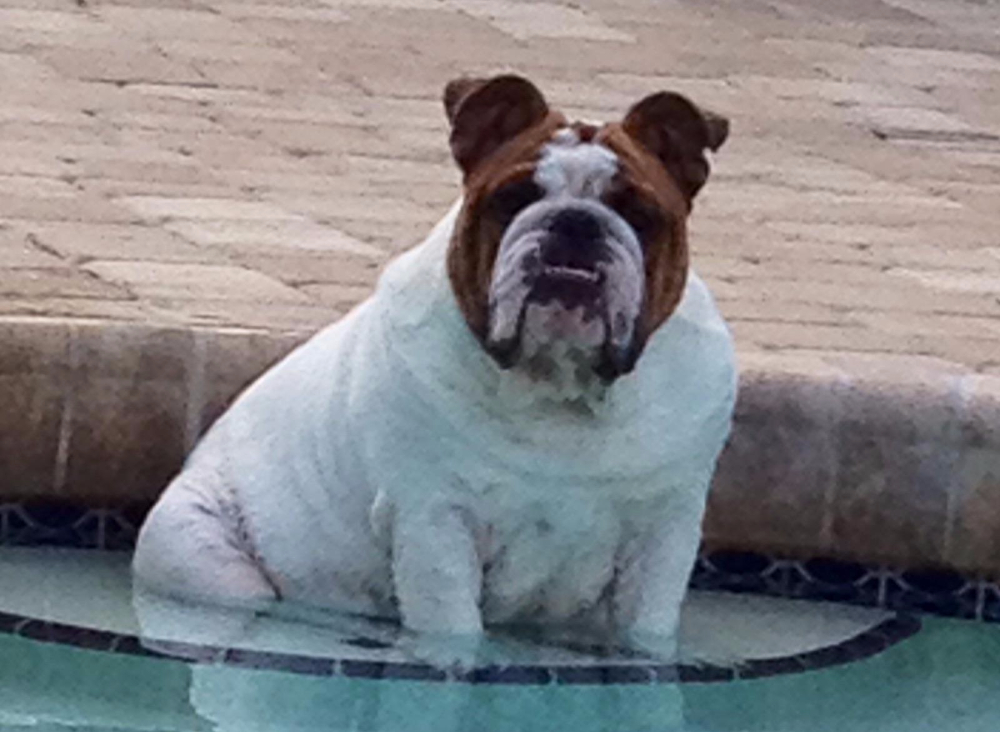 1 Dog Training, Boarding & Grooming in Sping Hill Tampa Fl See Videos