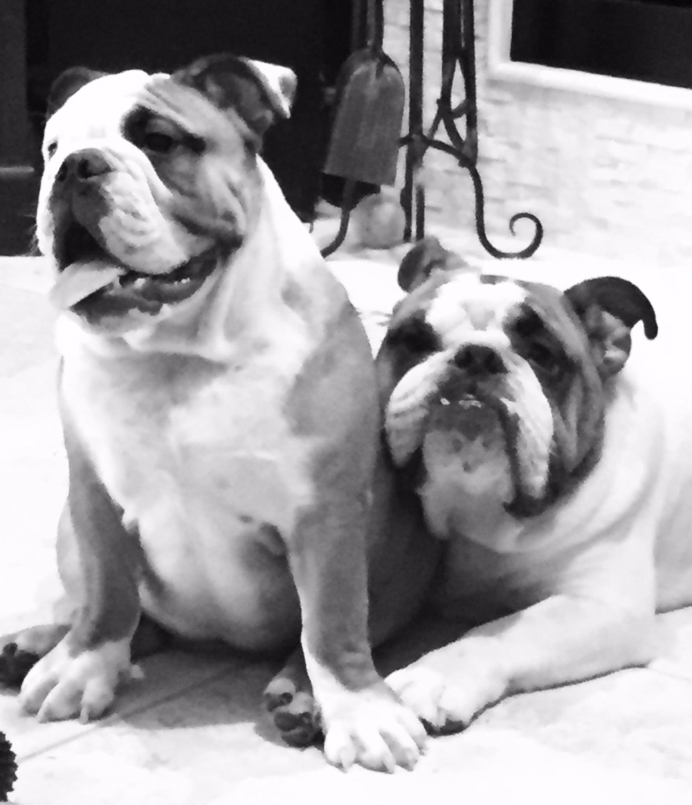 1 Dog Training, Boarding & Grooming in Sping Hill Tampa Fl See Videos