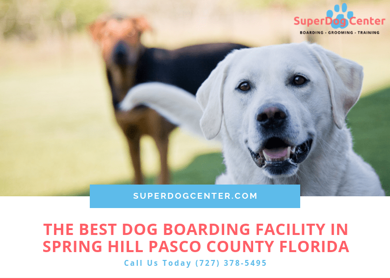 Dog Boarding Facility in Spring Hill Pasco County FL Dog Hotel Services