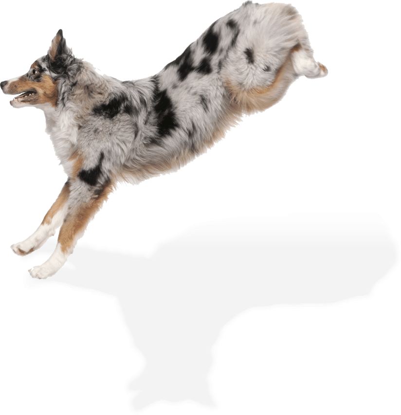 Superdogs Daycare, Boarding, Grooming, Training Merrimack, NH