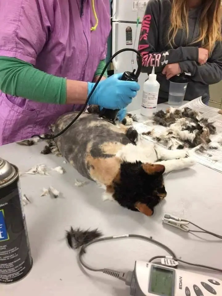 When they found this unfortunate creature on the street Usa Viral